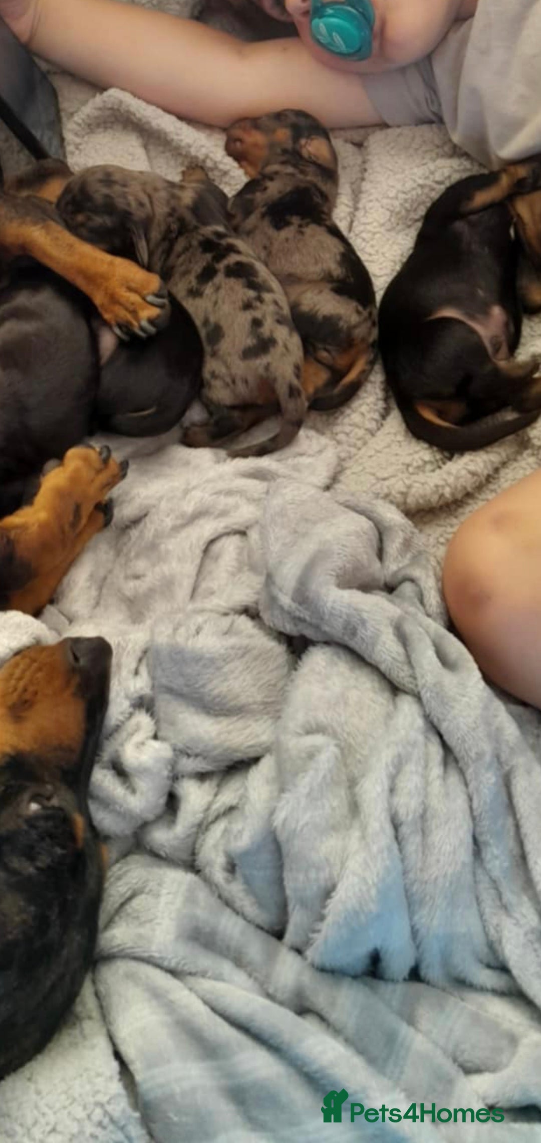 Miniature Dachshund dogs for sale: Beautiful dashaund  - Image 1
