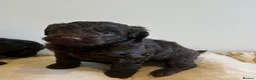 Cockapoo dogs for sale: Beautiful cockapoo puppy’s - Advert 10