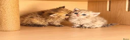 Selkirk Rex cats for sale: Beautiful litter of longhair Selkirk Rex kittens - Advert 19