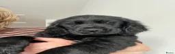 Flat coated Retriever dogs for sale: Ready now! Flat coated x Golden retriever pups. - Advert 15