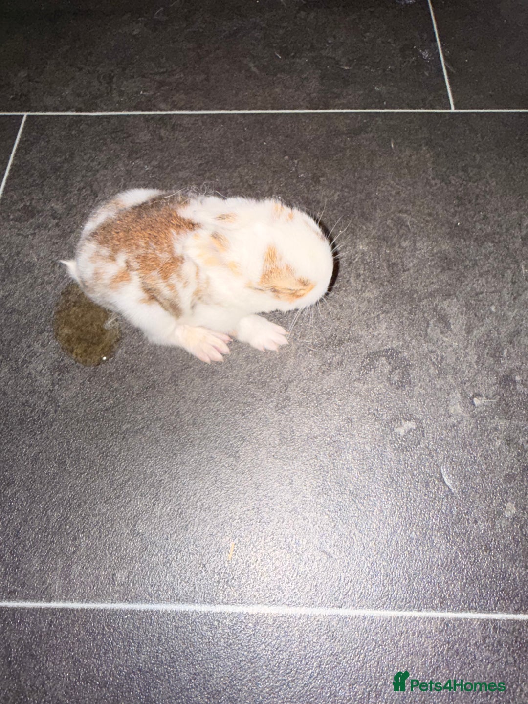 Mixed Breed rabbits for sale: Baby rabbits for sale-Ready from 3 months old - Advert 3