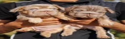 French Bulldog dogs for sale: FLUFFY FRENCH BULLDOGS PANDA NEW SHADE ISABELLA - Advert 2