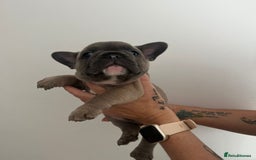 French Bulldog dogs for sale: Quality french bulldogs available to leave 🐾 - Image 5
