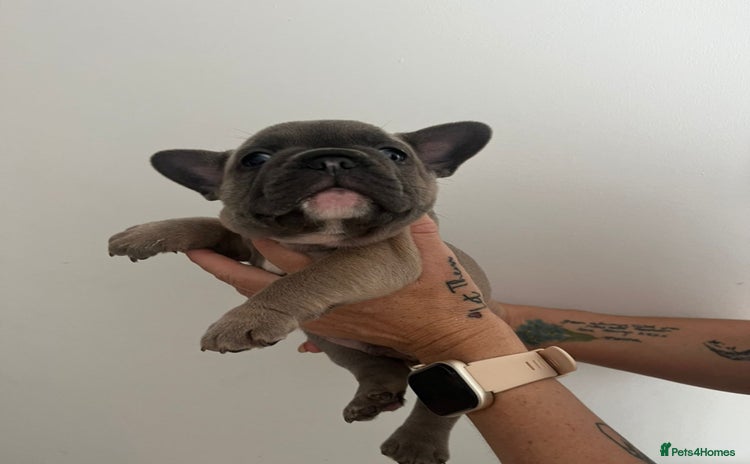 French Bulldog dogs - Advert 2