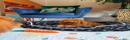 Toy Poodle dogs for sale: Asian Teddy poodle Girl very tiny - Advert 6