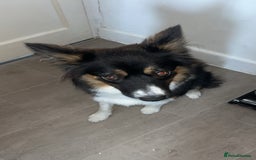Mixed Breed dogs for sale: 10 month old Australian collie  - Image 4