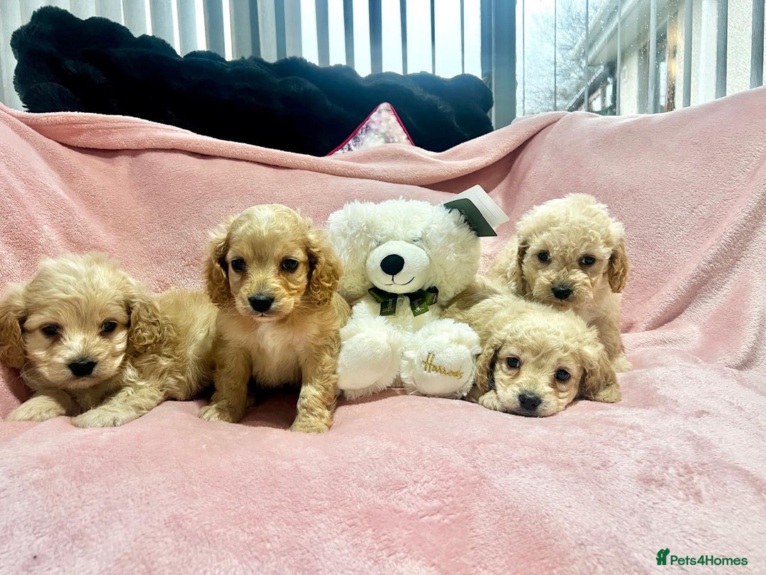 Cockapoo dogs for sale: Tiny cockerpoo pups - Advert 19