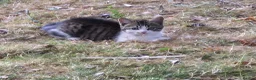 Mixed Breed cats for sale: 2 lively kittens for sale in Ilkeston - Advert 10