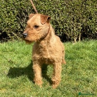 Lakeland Terrier dogs Proven Red Lakeland Terrier Stud in Builth Wells - Advert 1
