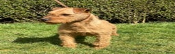 Lakeland Terrier dogs for stud: Proven Red Lakeland Terrier Stud in Builth Wells - Advert 1