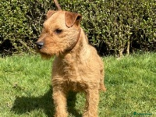 Lakeland Terrier dogs in Builth Wells - Advert 14