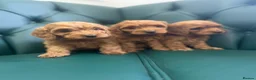 Cockapoo dogs for sale: 5⭐️ Licensed breeder. F1 cockapoo PRA Clear - Advert 4