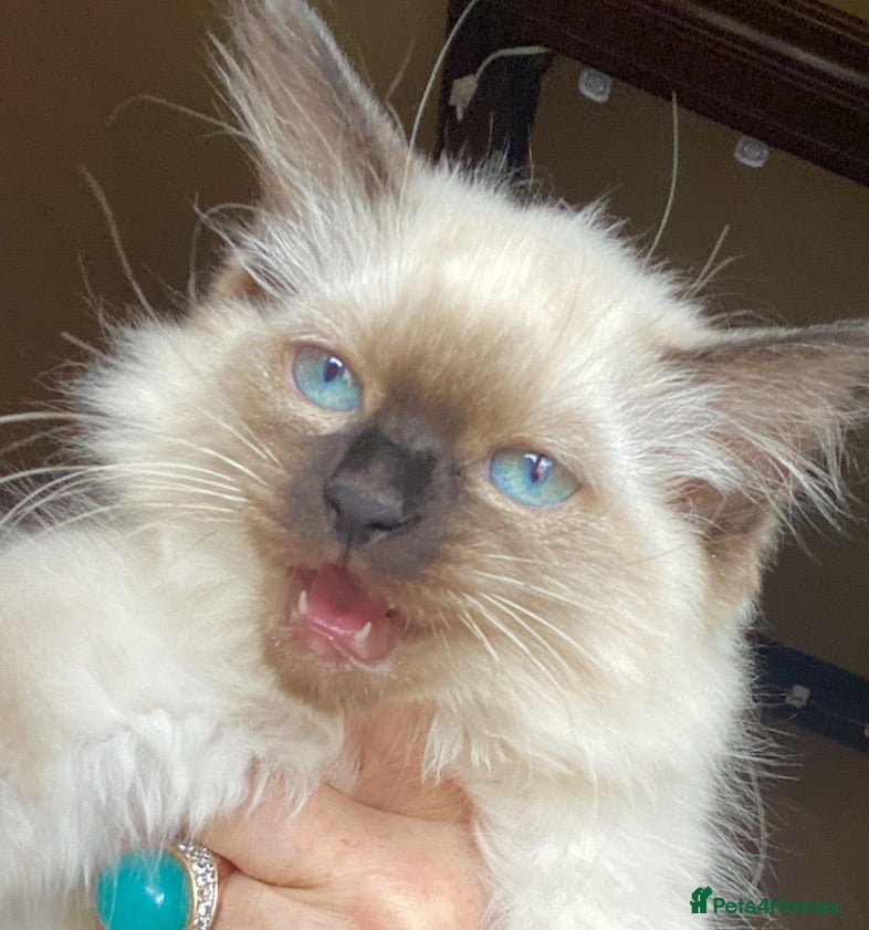 Ragdoll cats Adorable purebred Ragdolls  - Advert 18