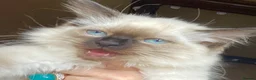 Ragdoll cats for sale: Adorable purebred Ragdolls  - Advert 3
