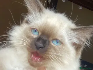 Ragdoll cats Adorable purebred Ragdolls - Advert 16