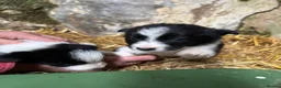 Border Collie dogs for sale: Cute border collies from Working parents - Advert 31