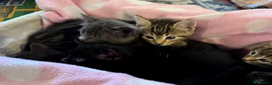 Domestic Shorthair 5