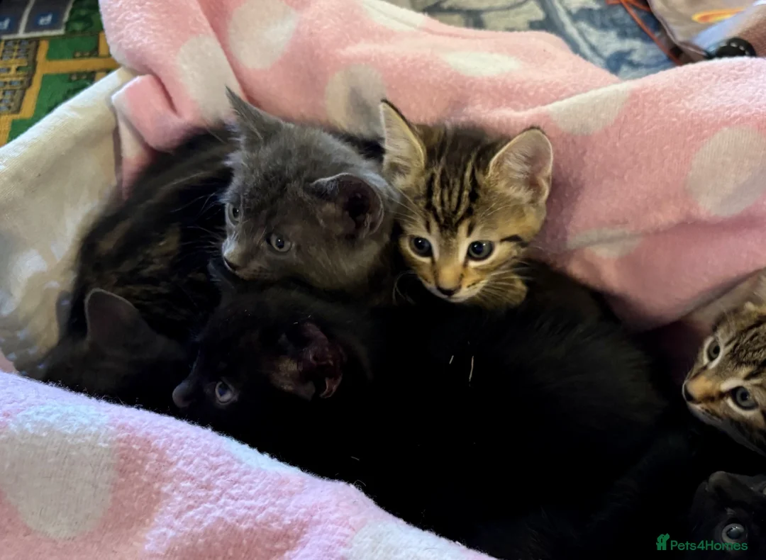 Domestic Shorthair cats for sale: Beautiful kittens for sale - Advert 21