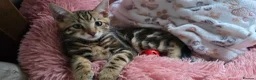 Bengal cats for sale: Bengal Marble kitten male - Advert 7