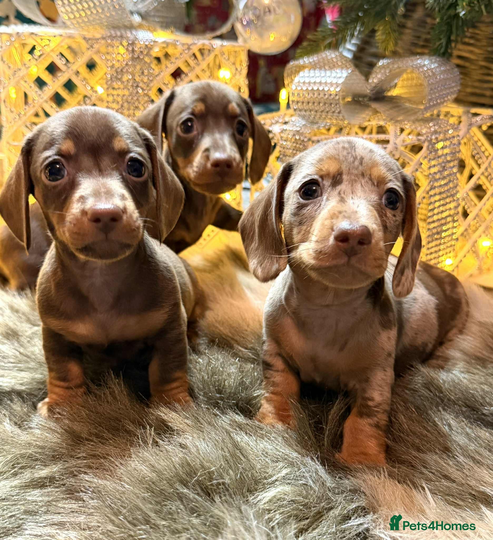 Miniature Dachshund dogs Miniature Daschunds Pra Clear  - Advert 11