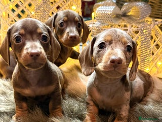 Miniature Dachshund dogs Miniature Daschunds Pra Clear - Advert 14