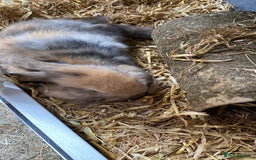 Mini Lop rabbits for sale: 2x male mini lop bonded Brothers for sale  - Image 7