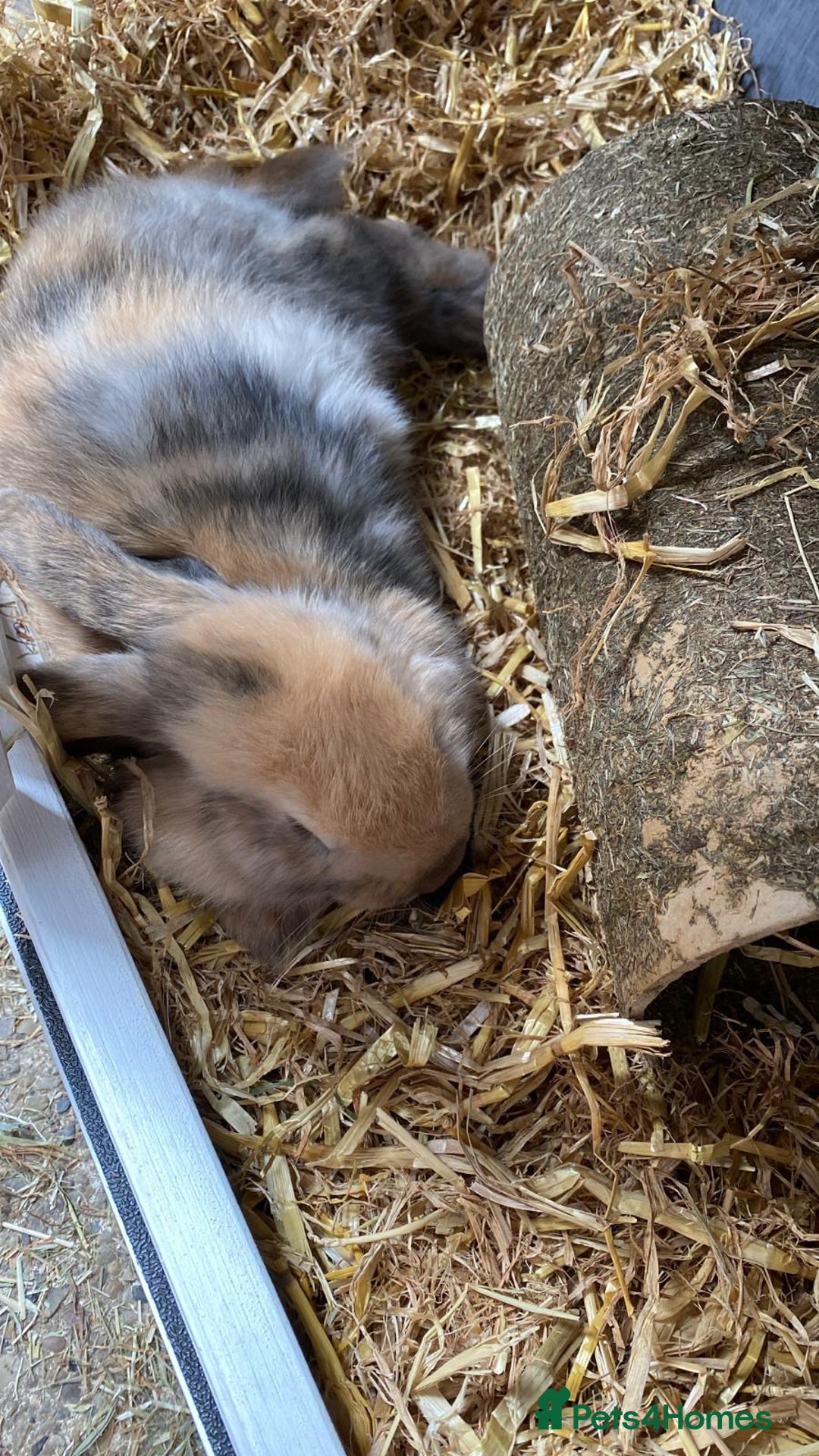 Mini Lop rabbits for sale: 2x male mini lop bonded Brothers for sale  - Image 7