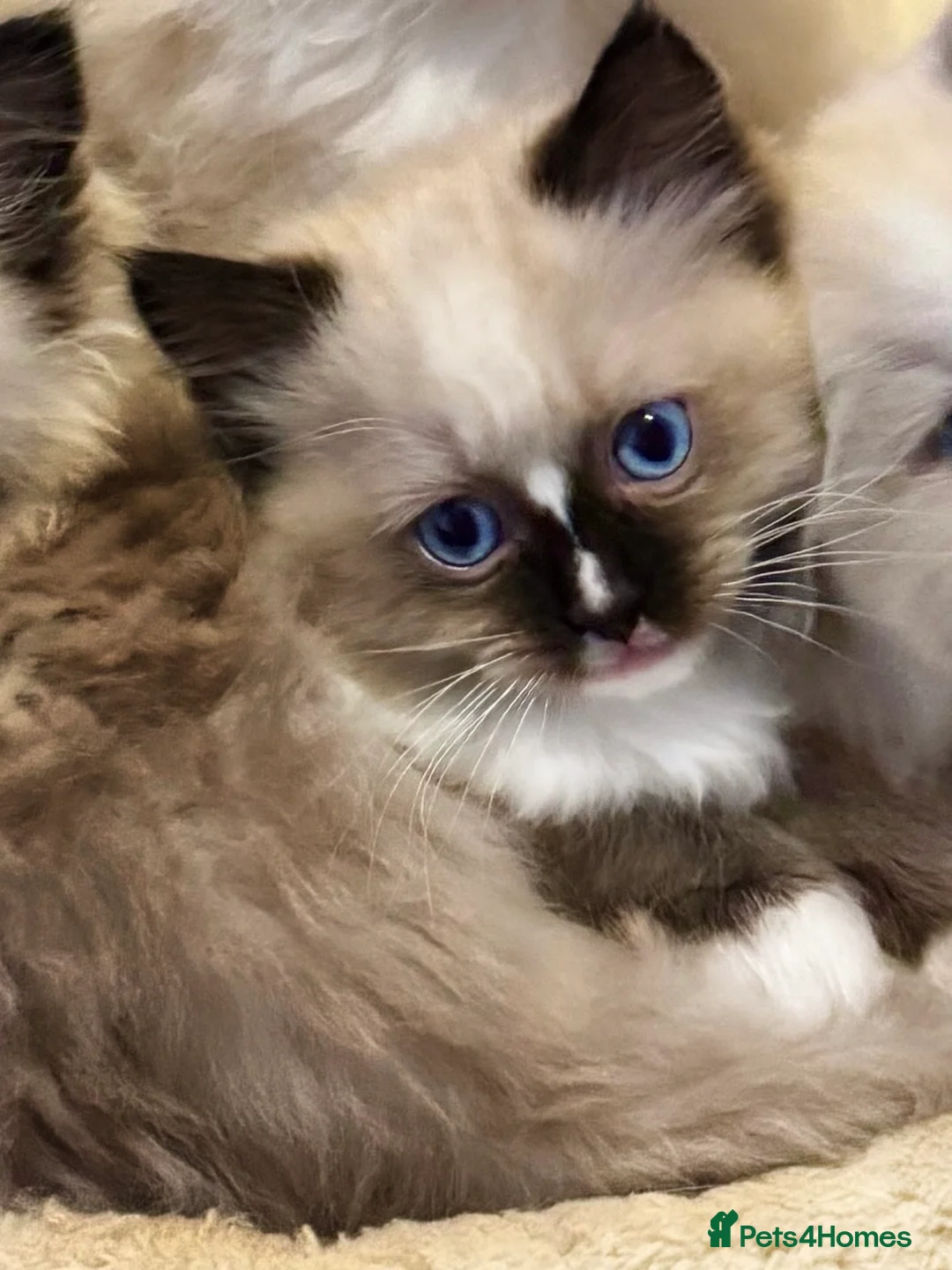 Ragdoll cats for sale: READY NOW TICA ACTIVE Kittens, European bi-colour - Advert 26
