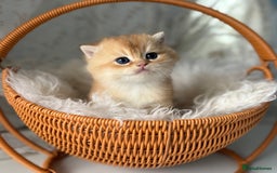 British Shorthair cats for sale: 🌟Purebred British Shorthair Golden Kittens🌟 - Image 18