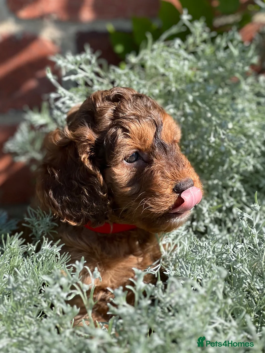 Cockapoo dogs for sale: Chocolate sable girl  - Advert 2