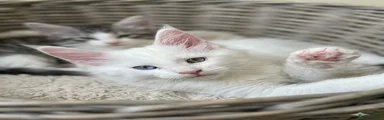 Maine Coon Kitten 1