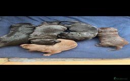 Bedlington Terrier dogs for stud: Bedlington for stud  in Chesterfield - Image 18