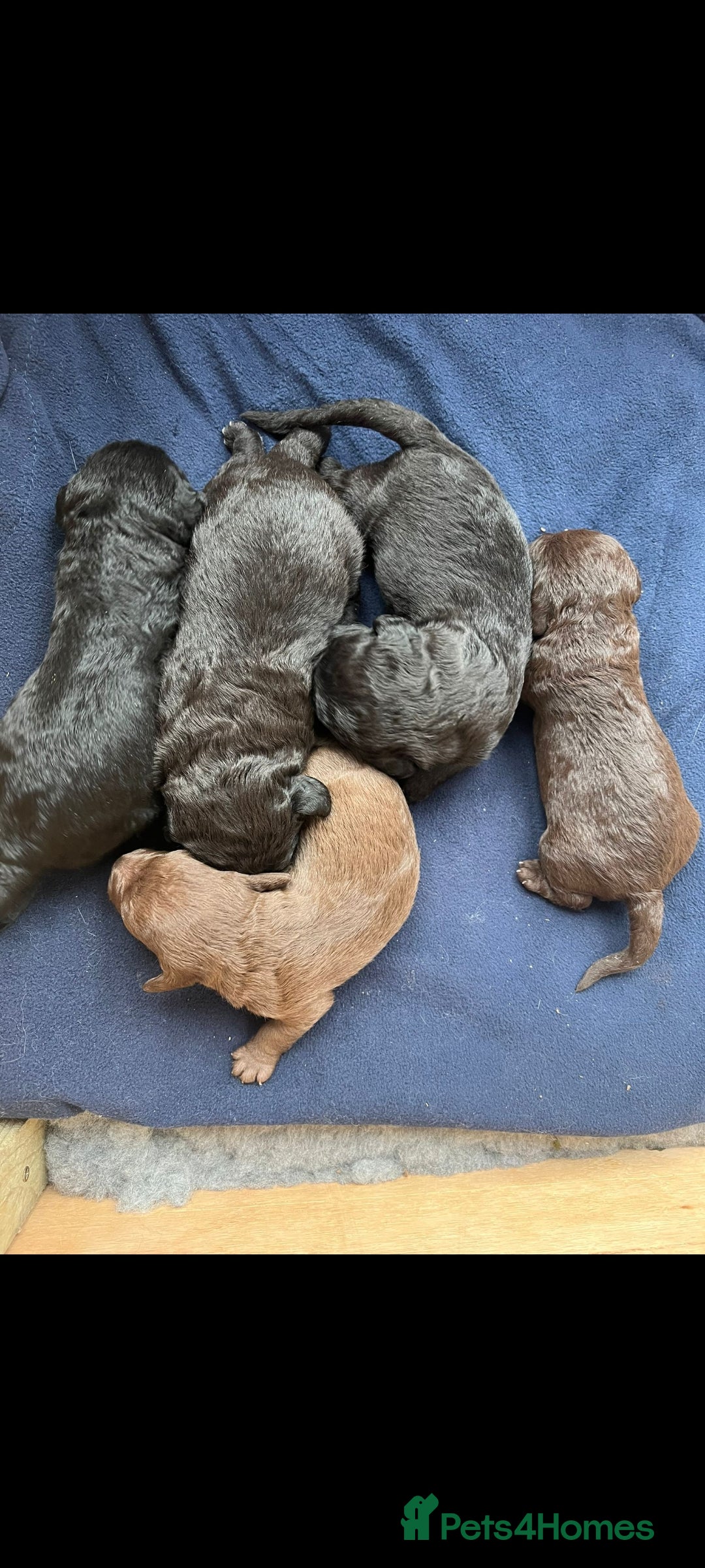 Bedlington Terrier dogs for stud: Bedlington for stud  in Chesterfield - Image 18