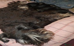 Miniature Schnauzer dogs for sale: Beautiful all Black litter  - Image 10