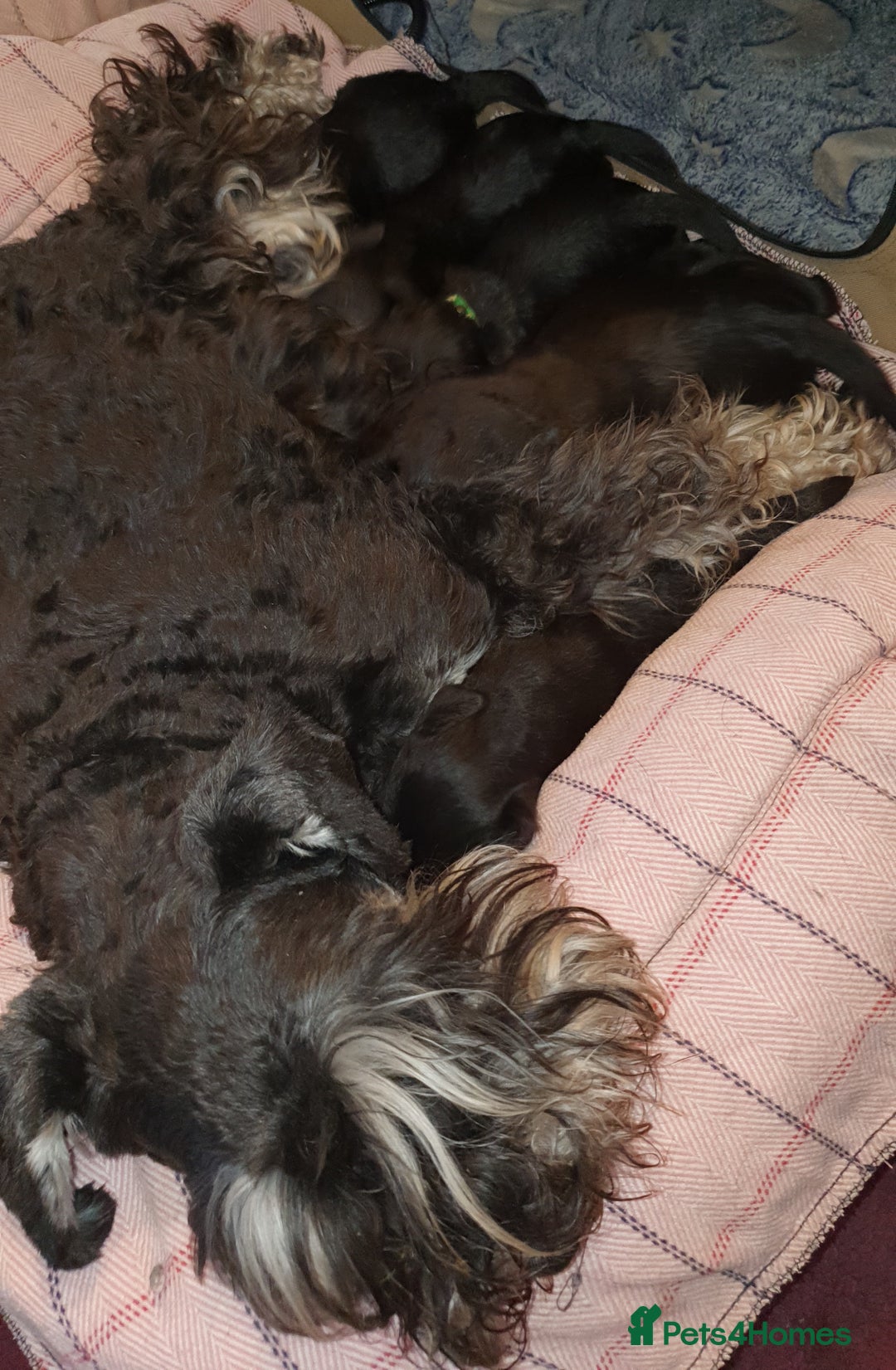 Miniature Schnauzer dogs for sale: Beautiful all Black litter  - Image 10