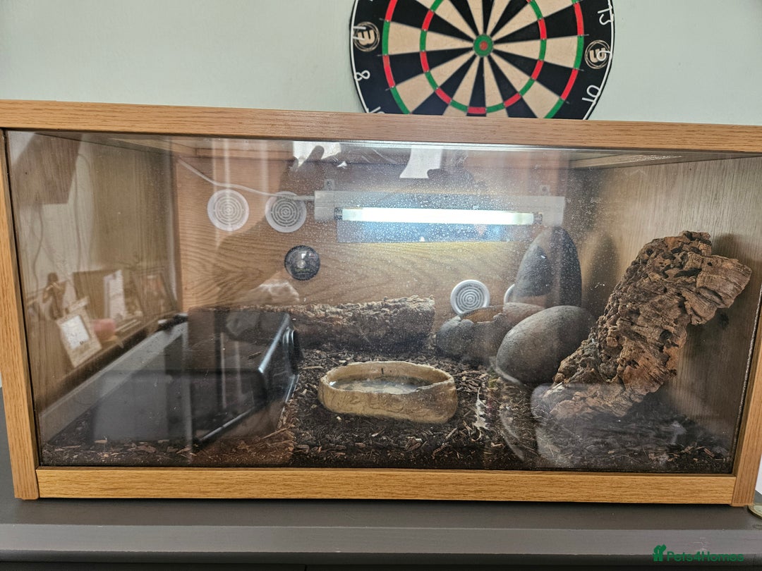 Leopard Gecko reptiles for sale: Leopard gecko - Image 4