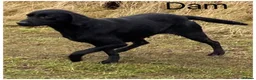 Labrador Retriever dogs for sale: Superb KC pups, health tested parents&many FTCH/Ws - Advert 9