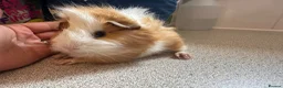 Guinea Pig rodents for sale: Beautiful baby piggies  - Advert 2