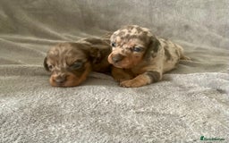 Dachshund dogs for sale: 4 weeks old dashounds - Image 4