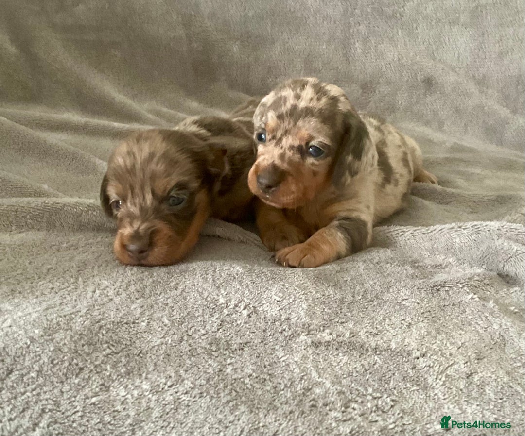 Dachshund dogs for sale: 4 weeks old dashounds - Image 4