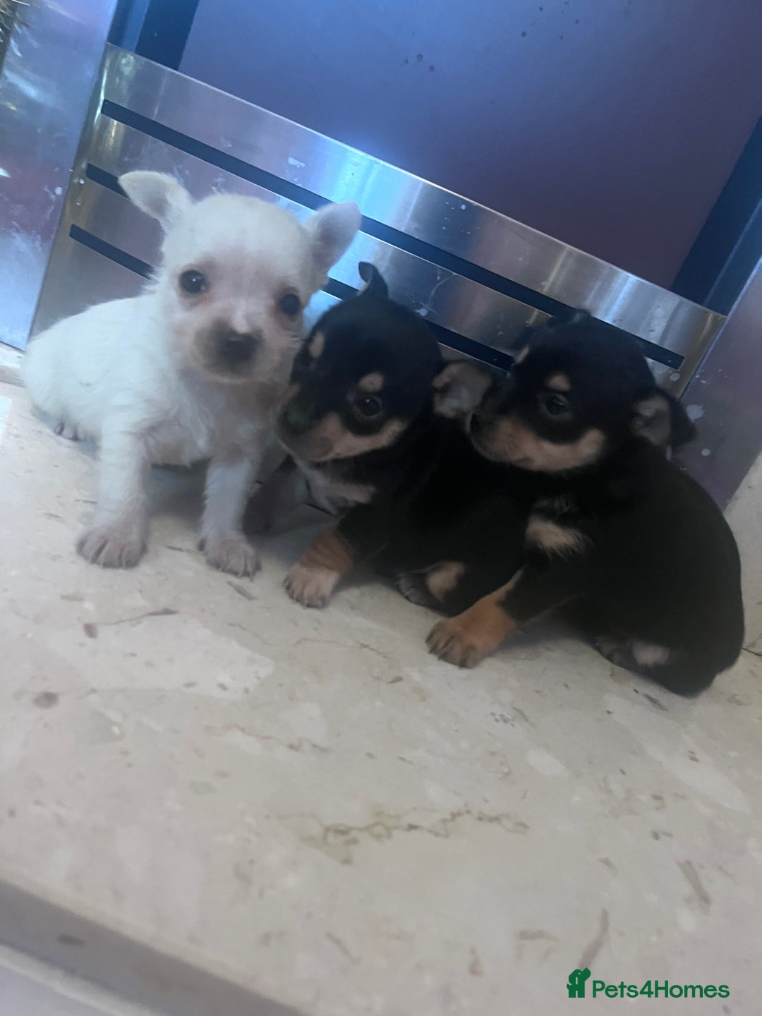 Chorkie dogs for sale: Chorkie  - Advert 5