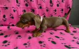Miniature Dachshund dogs for sale: STUNNING MINIATURE DACHSHUND PUPPIES - Image 9