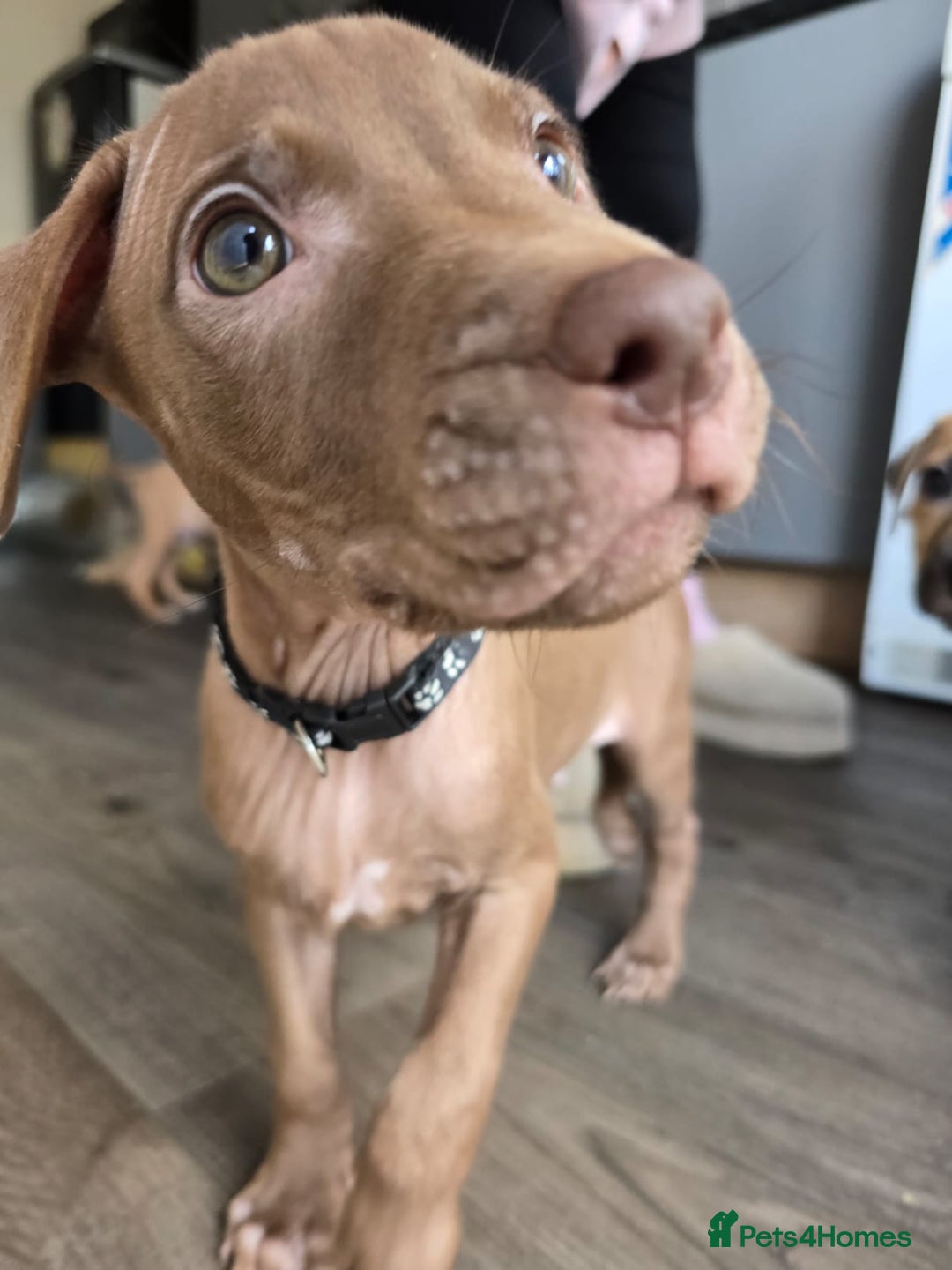 Mixed Breed dogs for sale: Staff cross pups - Image 4