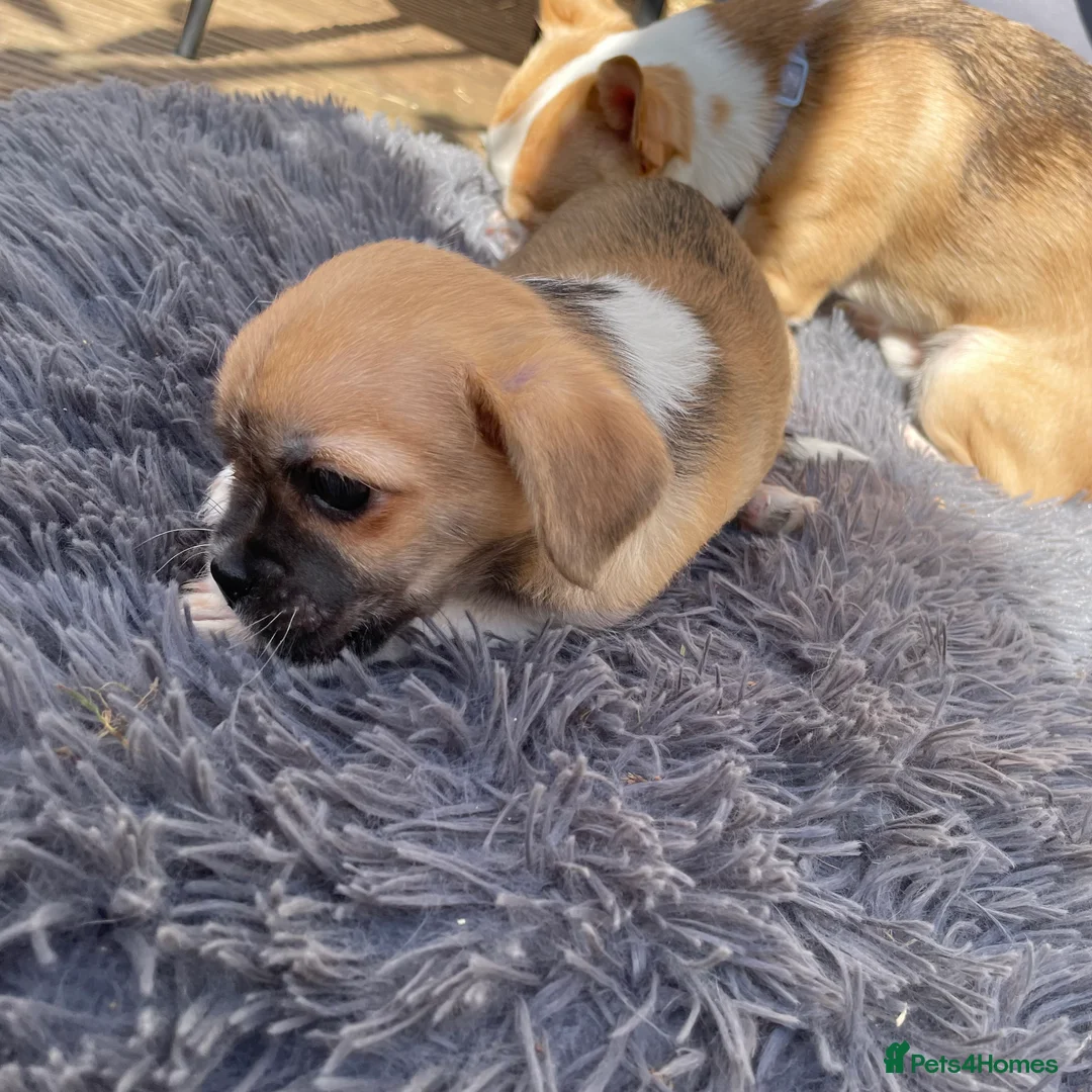 Mixed Breed dogs for sale: Girl puppy  - Advert 5