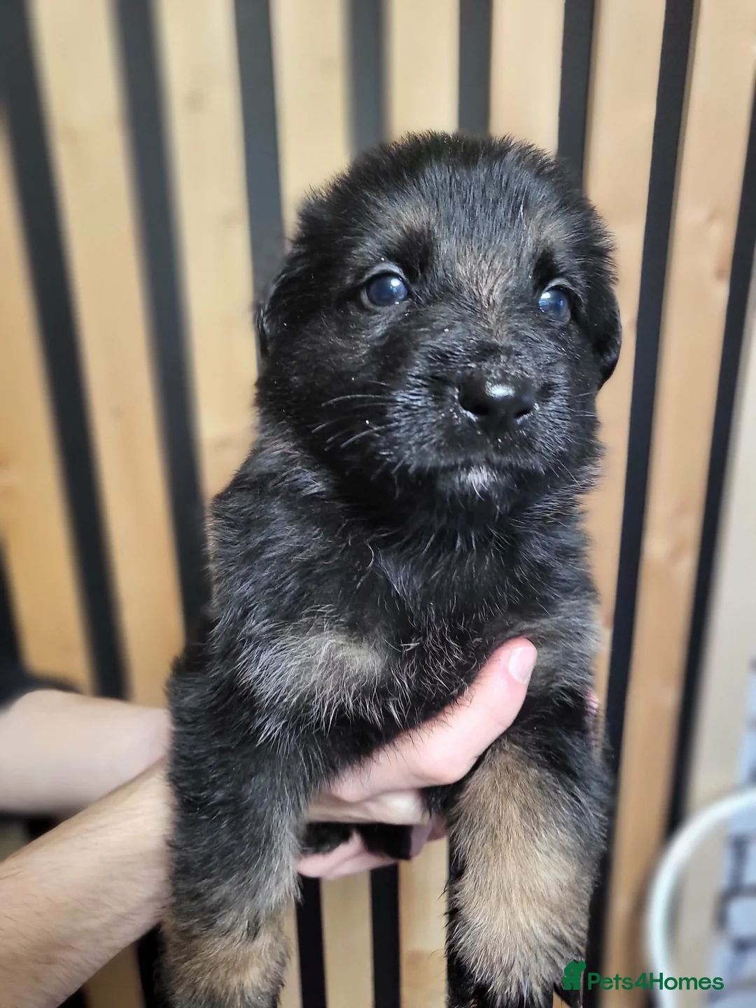 German Shepherd dogs for sale: German Shepherd/Alsatian puppies - Advert 21