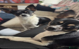 Chihuahua dogs for sale: 2 female toy Chihuahuas for sale - Image 1