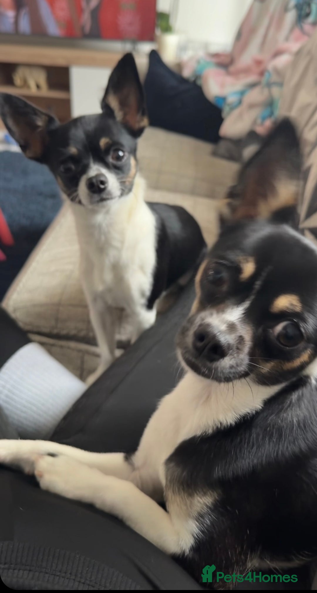 Chihuahua dogs for sale: 2 female toy Chihuahuas for sale - Image 1