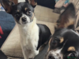 Chihuahua dogs - Advert 2