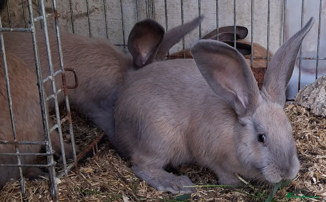 Continental Giant rabbits for sale: Continental Giants - Advert 2