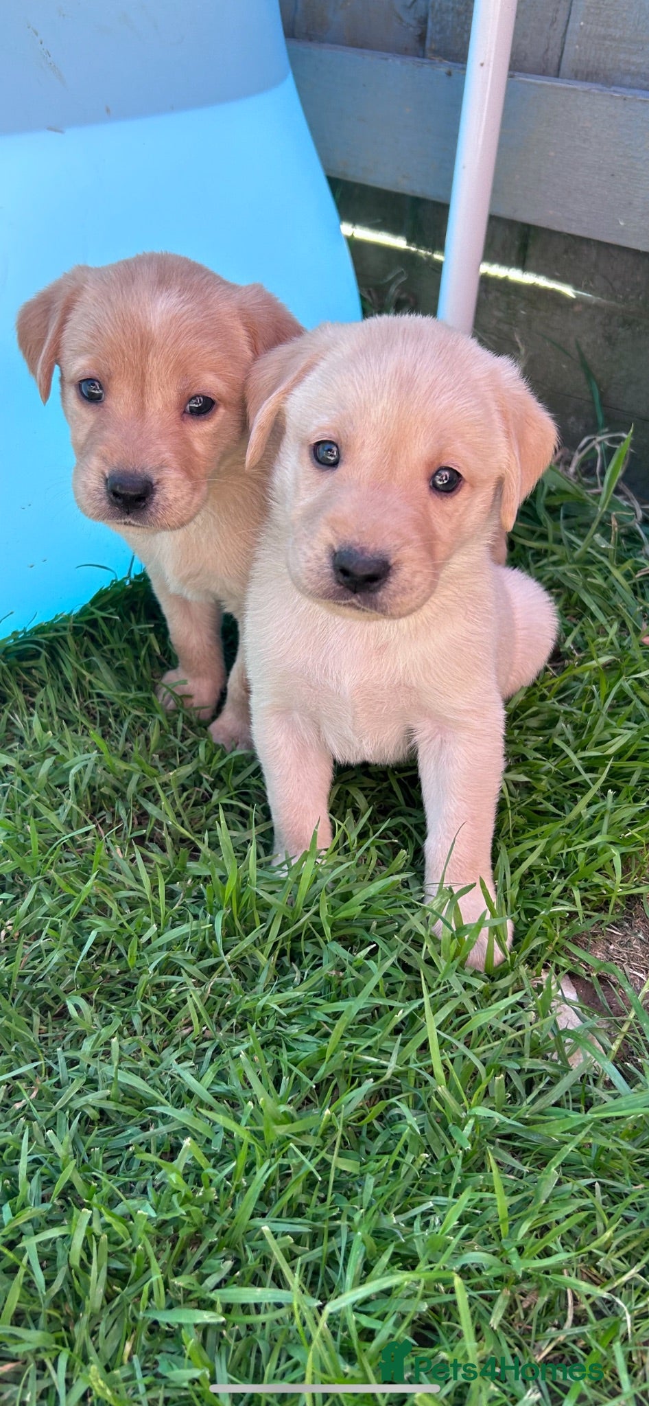 Labrador Retriever dogs Labrador puppies  - Advert 14
